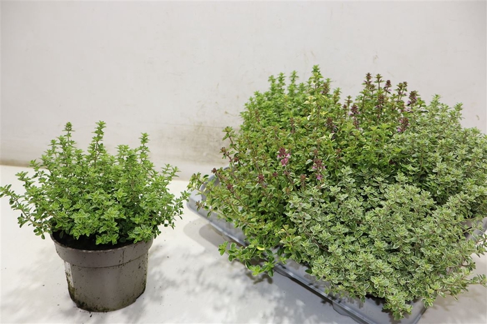 <h4>Thym Citriodorus</h4>