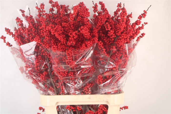 <h4>ILEX MAGICAL CRIMSON*</h4>