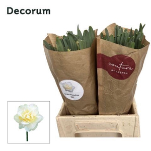 Narcissus Snow Paradise 566