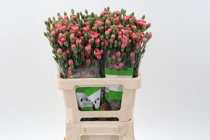 <h4>Dianthus TR 'Miss Trendy'</h4>