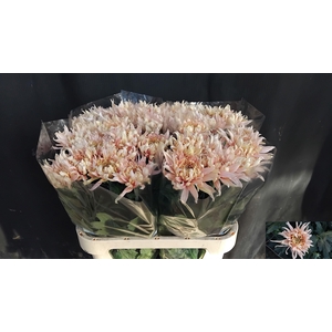 CHR G AVIGNON CHAMPA