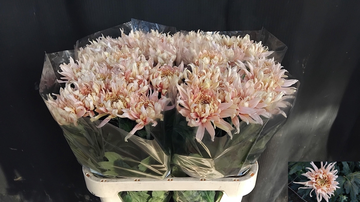 <h4>CHR G AVIGNON CHAMPA</h4>