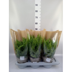 Nephrolepis exal. 'Sonata'