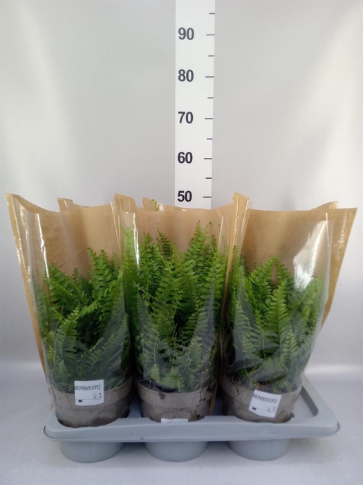 <h4>Nephrolepis exal. 'Sonata'</h4>