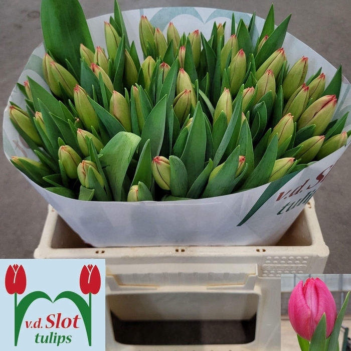 <h4>TU EN MARK PINK</h4>