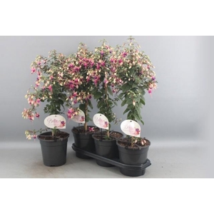 FUCHSIA OV