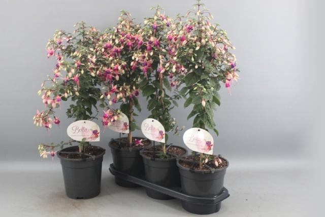 <h4>FUCHSIA OV</h4>