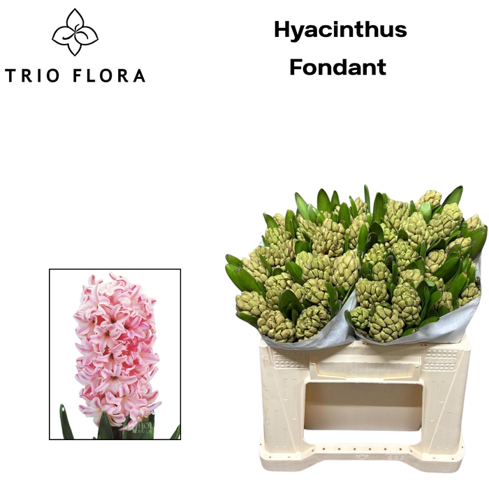 <h4>HYAC FONDANT 566</h4>