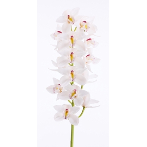 CYMB T UNIQ WEDDING 50 CM