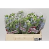 Oxypetalum Tweedia Blue
