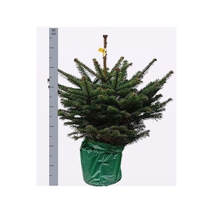 Abies Nordmanniana