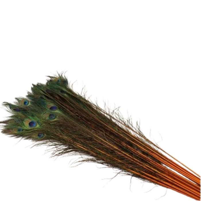 Veren Pauw 100cm