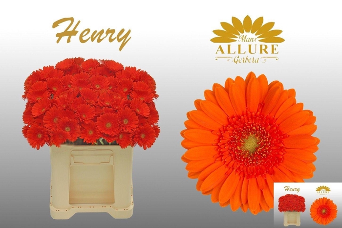 <h4>GE MI HENRY</h4>