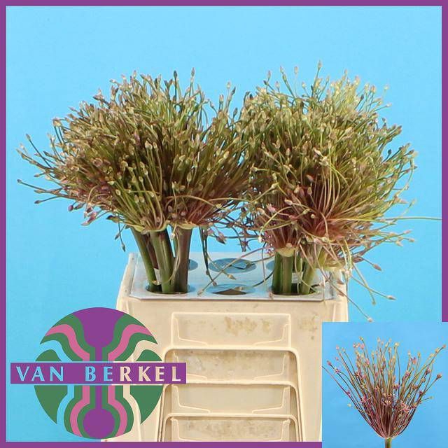 <h4>ALLIUM SCHUBERTII</h4>