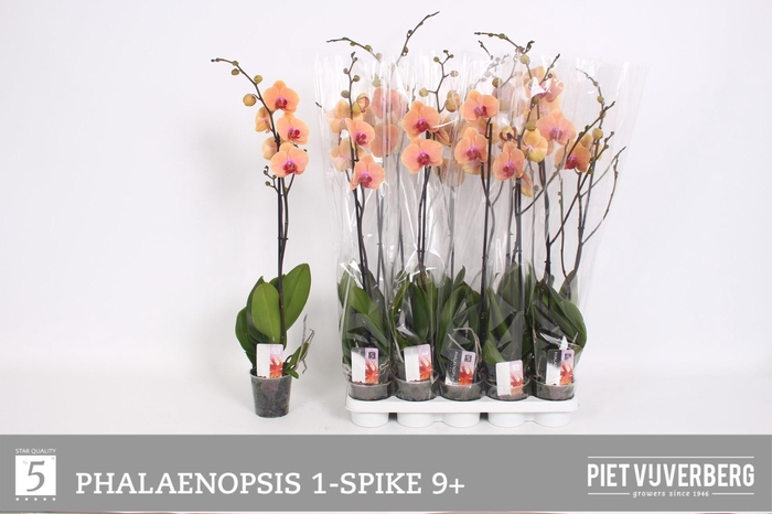 <h4>PHAL OV ORANJE</h4>