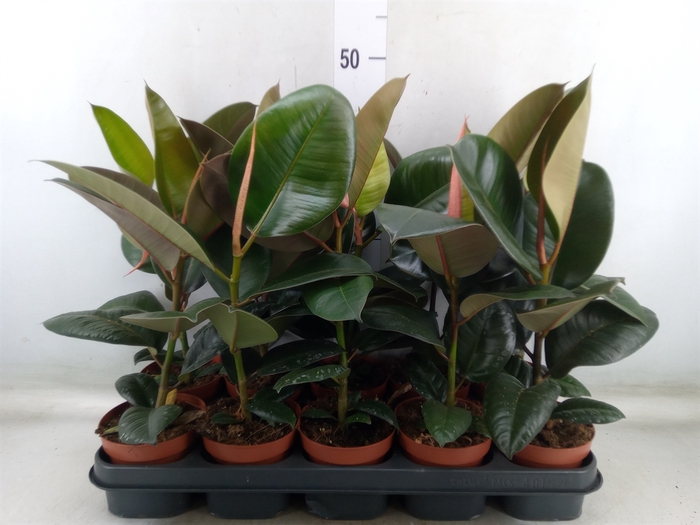 <h4>Ficus elastica 'Robusta'</h4>