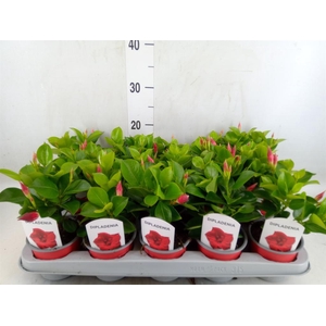 Mandevilla sand. 'Rio Deep Red'