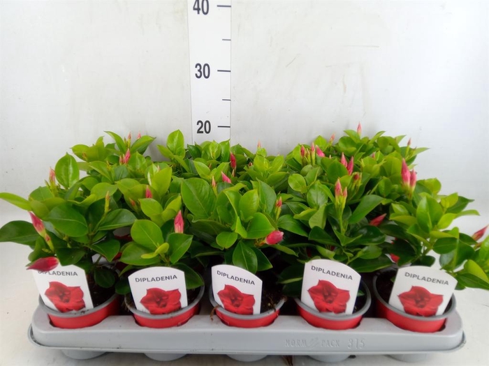 <h4>Mandevilla sand. 'Rio Deep Red'</h4>