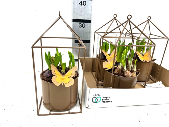 <h4>ARR BOL KNOLGEWAS</h4>