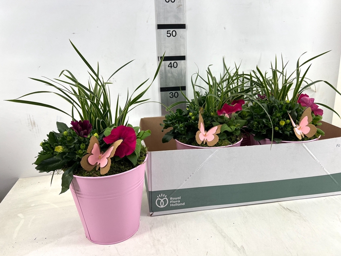 <h4>ARR TUINPLANTEN</h4>