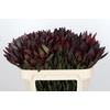 Leucadendron Saf Sunset Dark Red