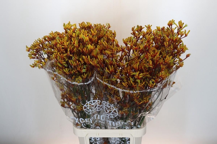 <h4>Anigozanthos Gold Fever</h4>