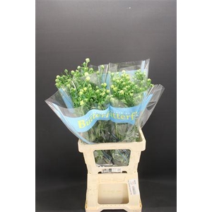 Ran Butterfly Keramos 70cm