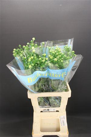 <h4>Ran Butterfly Keramos 70cm</h4>