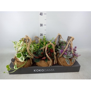 Planten Groen   ...mix  5