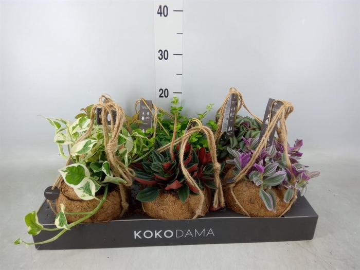 <h4>Planten Groen ...mix 5</h4>