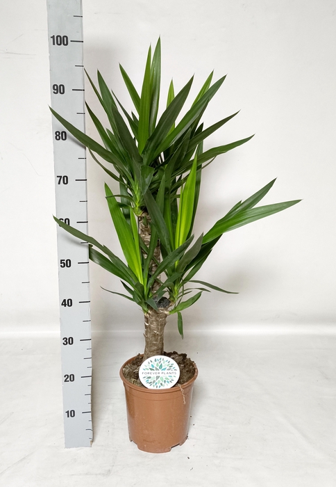 <h4>YUCCA</h4>