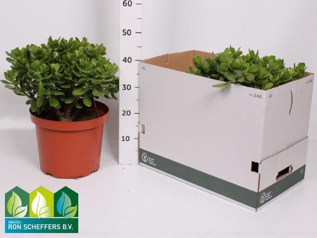 <h4>CRASS OVATA</h4>