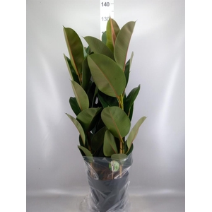 Ficus elastica 'Robusta'