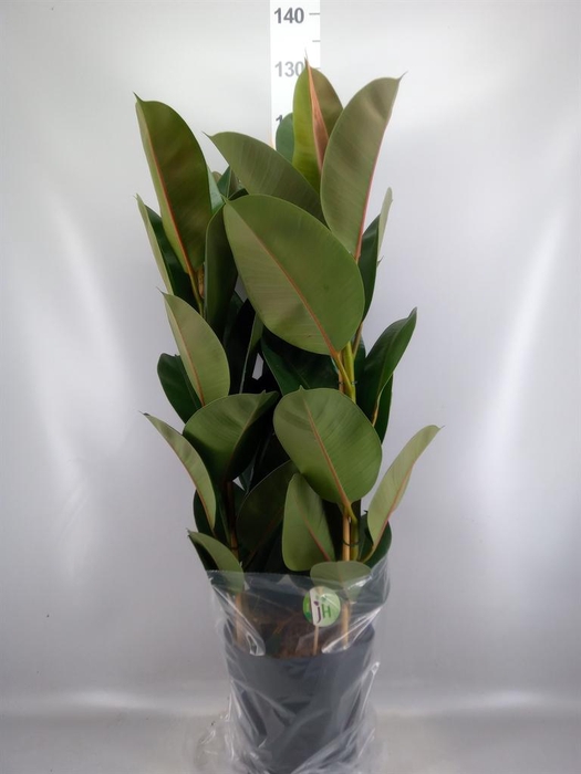 <h4>Ficus elastica 'Robusta'</h4>