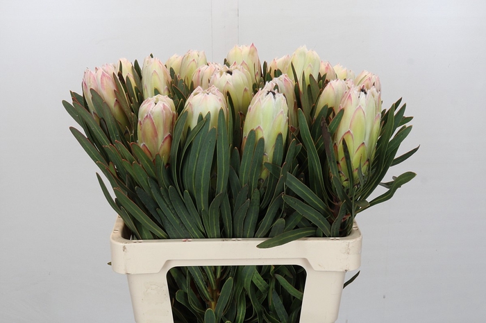 Protea White Night