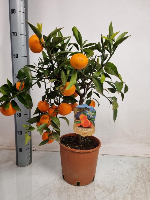 <h4>CITR RE CLEMENTINE</h4>