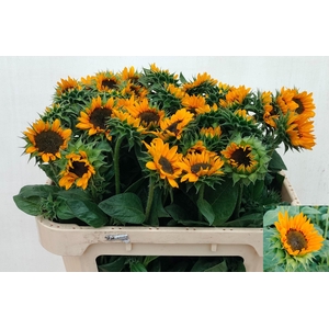 Helianthus Sonja