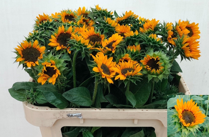 <h4>Helianthus Sonja</h4>