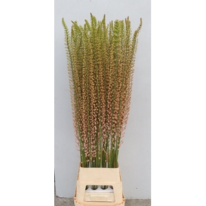 EREMURUS SH P STAR