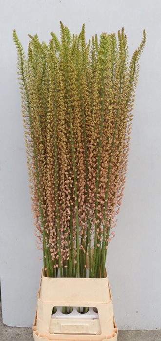 <h4>EREMURUS SH P STAR</h4>