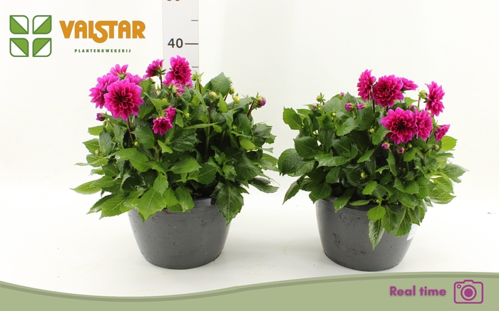 <h4>DAHL L ME DEEP PINK</h4>