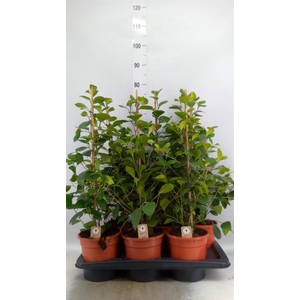 Ficus deltoidea