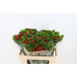 Di Barb Breanthus Amras Red