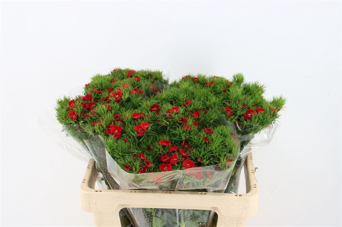 <h4>Di Barb Breanthus Amras Red</h4>