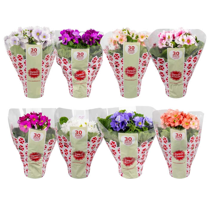 <h4>Primula Sweet Kisses MixKAR</h4>