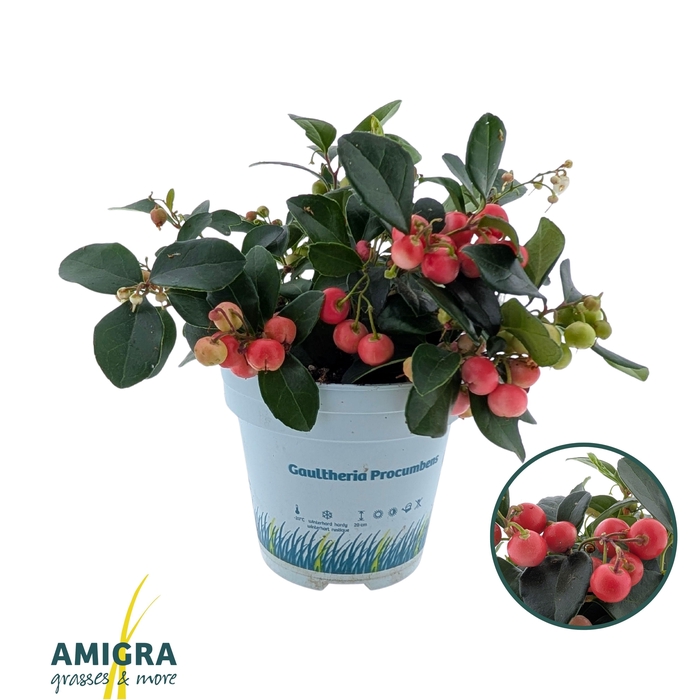 <h4>Gaultheria Proc. "Big Berry" Red</h4>