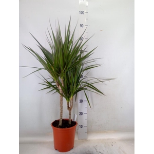 Dracaena marg.