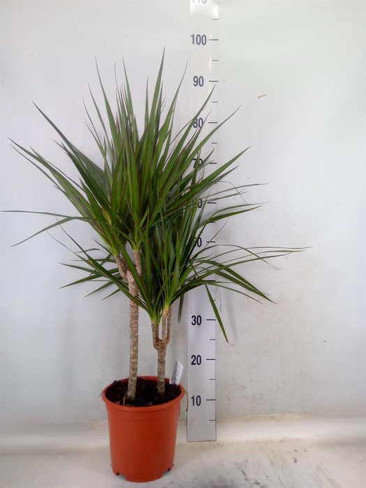 <h4>Dracaena marg.</h4>