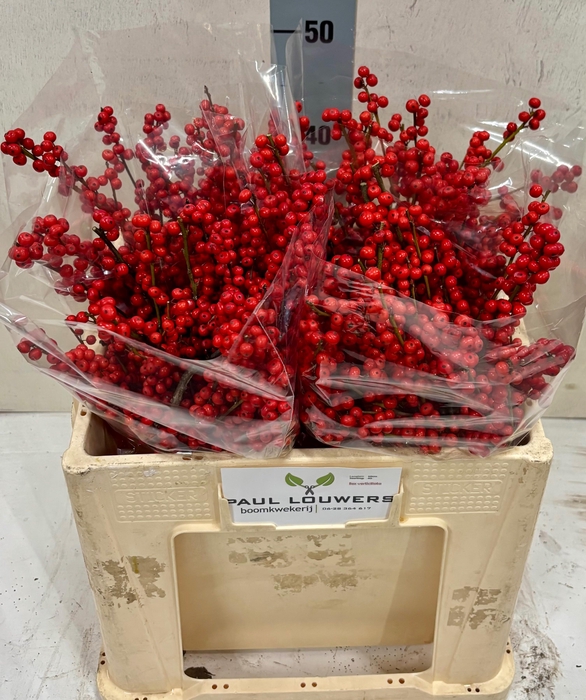 <h4>ILEX VE RODE BES</h4>