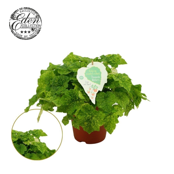 <h4>Tolmiea Menziesii 15cm</h4>